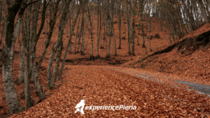 hike Mount Olympus orange road in fall