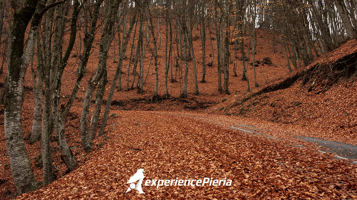 Fall colors on road from Litochoro to Prionia, Mount Olympus