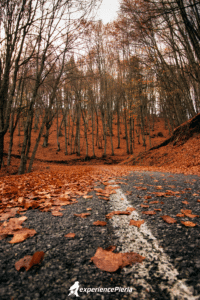 Orange leaves on road in fall