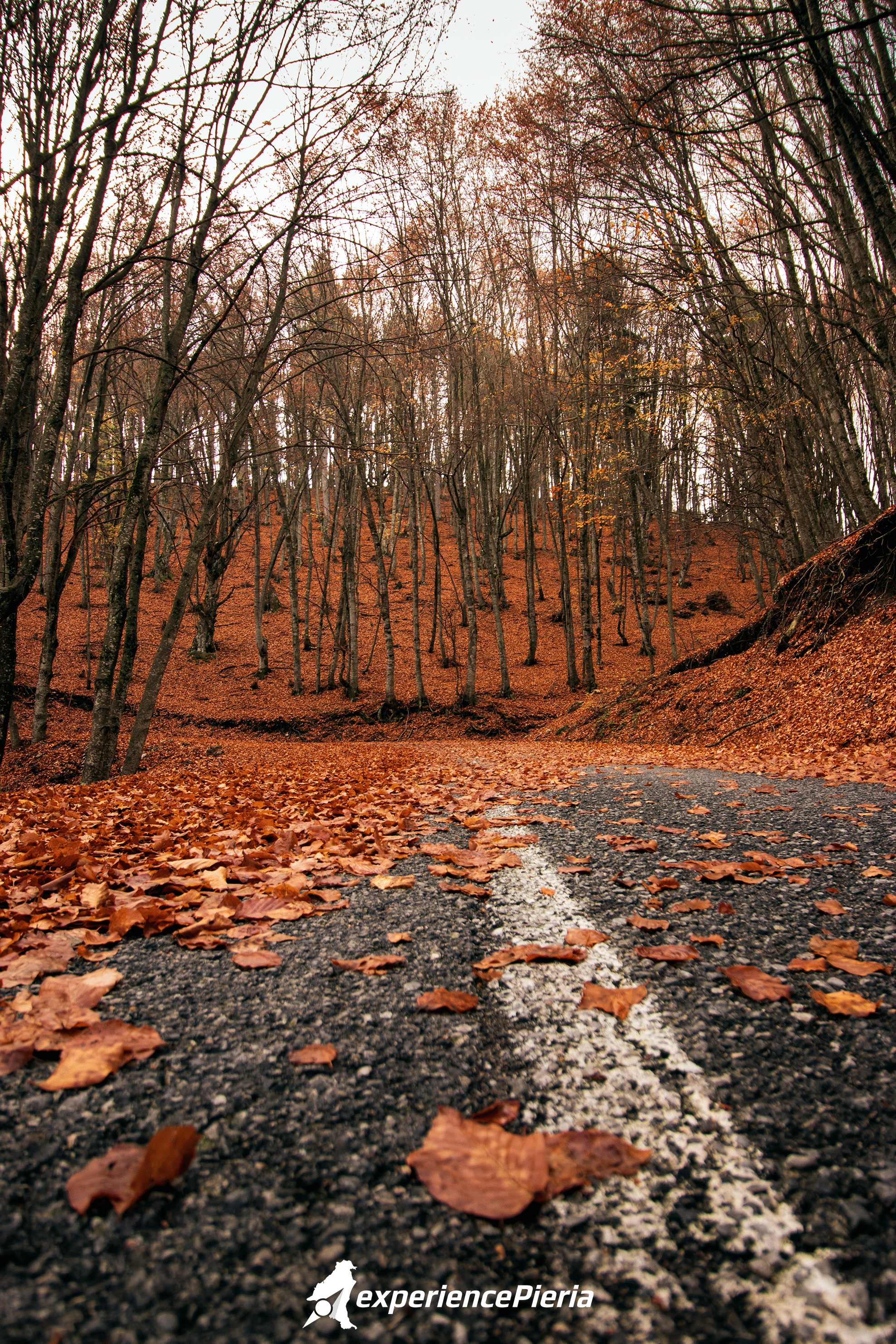 Orange leaves in fall, Mount Olympus day hike season