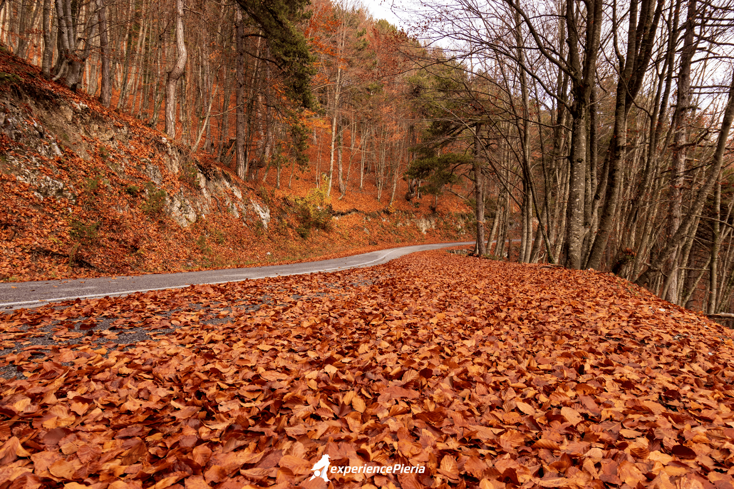 orange leaves fall on the road during autumn in pieria
