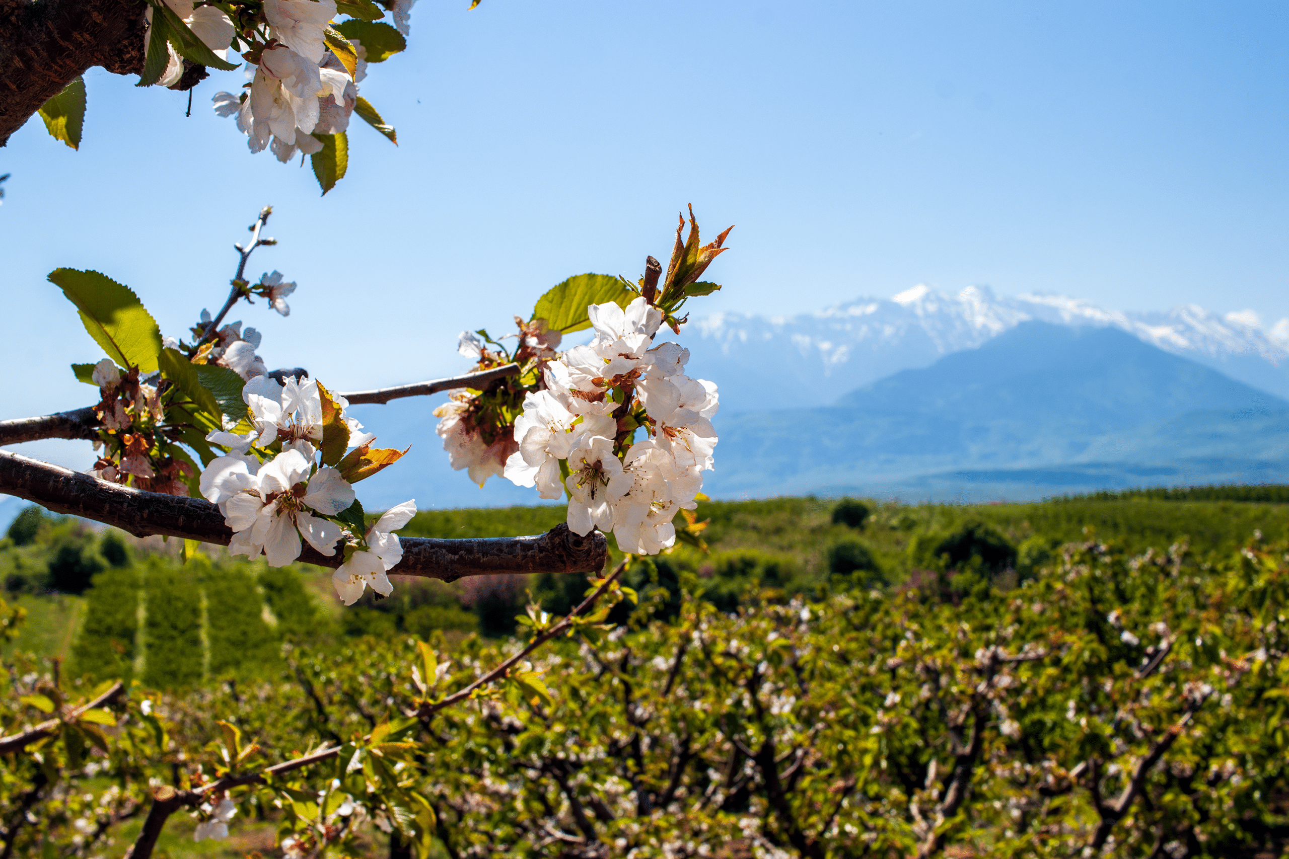 Cherry blossoms Olympus Pieria Greece landscape photography location