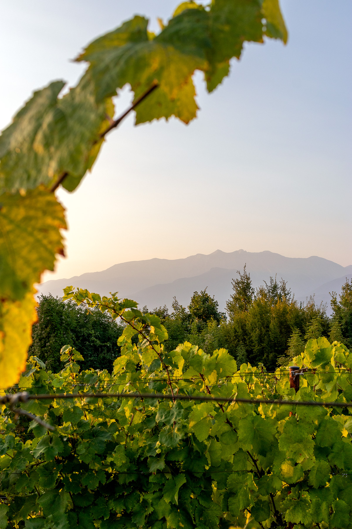 The wine trail of the Olympian gods in the Pieria region