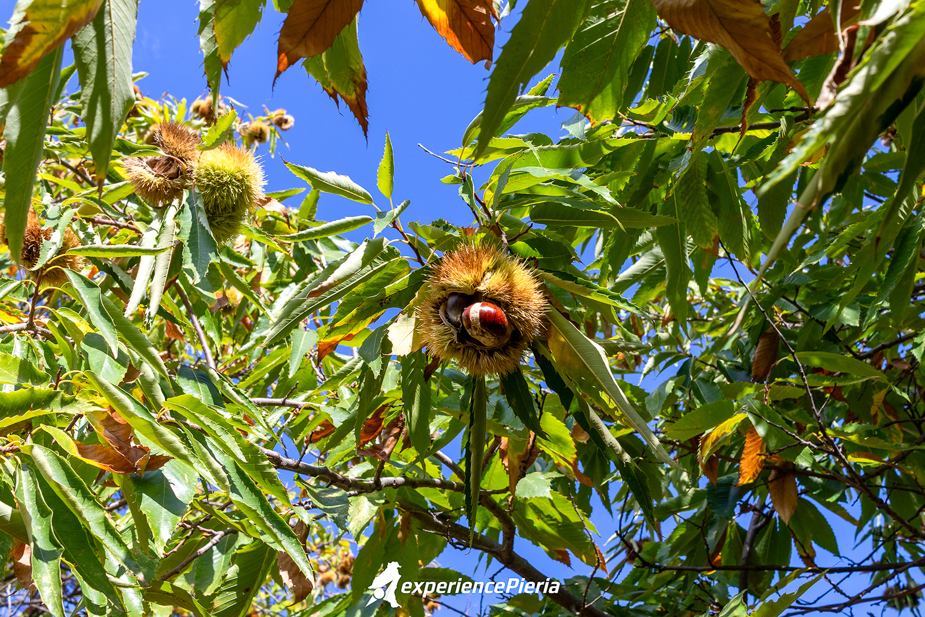 Chestnut in its protective spiny capsule (tzoúna) on the tree — Skotina 2025