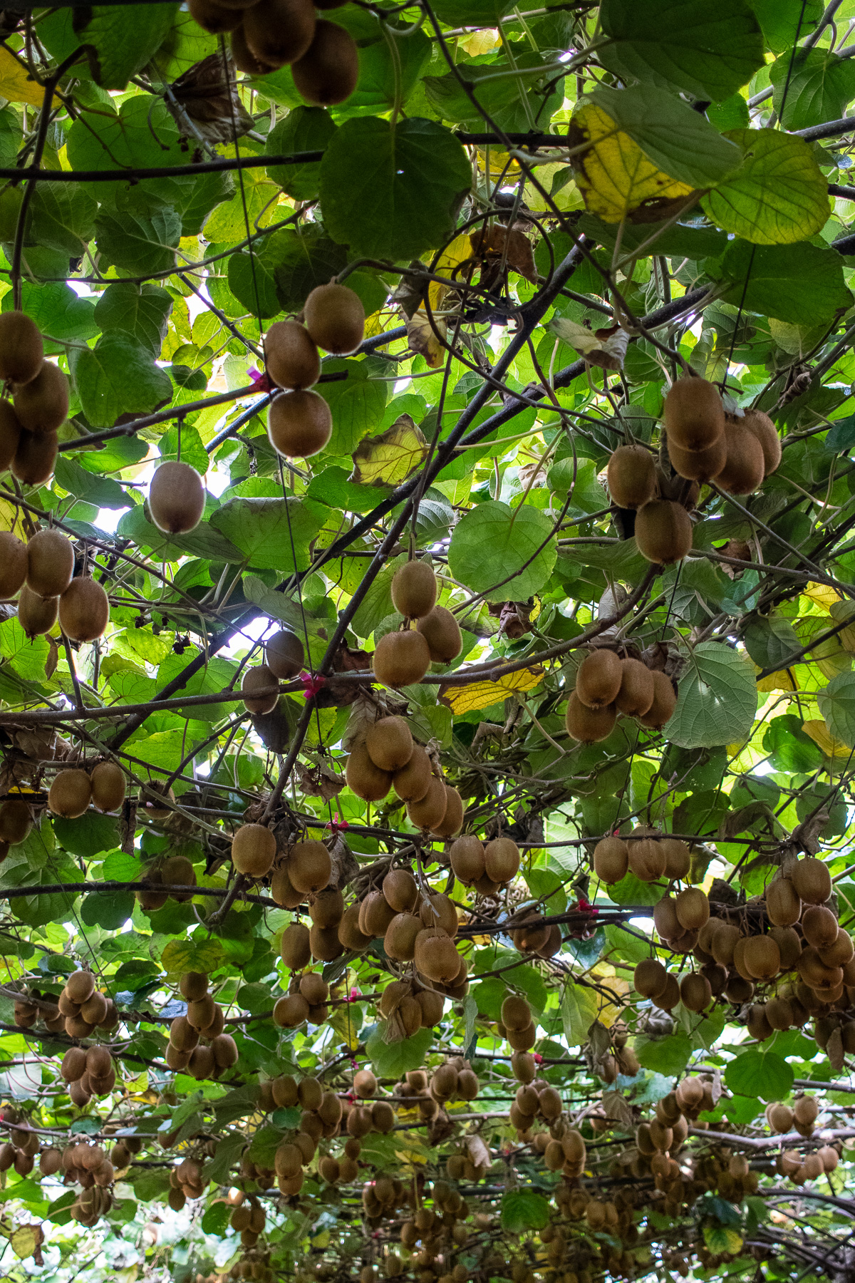 POV: looking up from below at clusters of kiwifruit hanging from the vine.