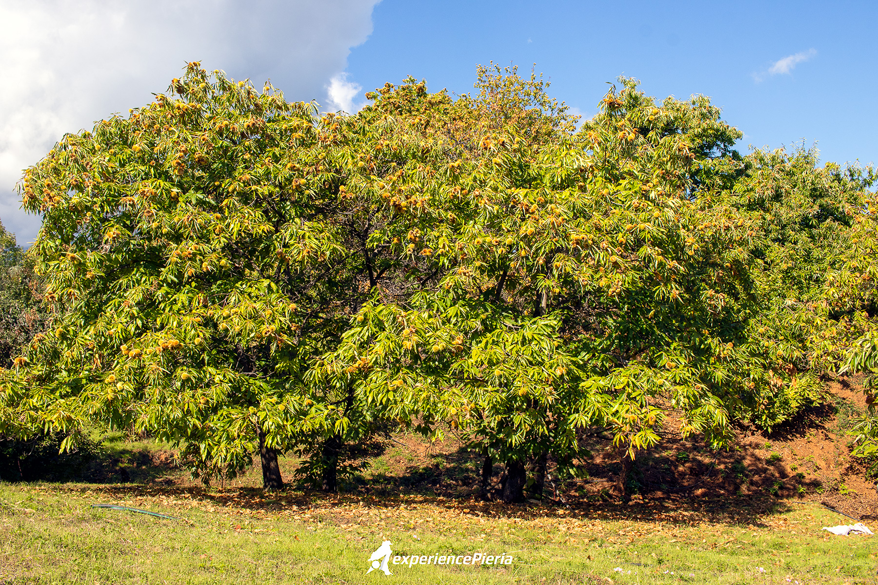 Centuries-old chestnut trees on family land, Skotina — Experience Pieria