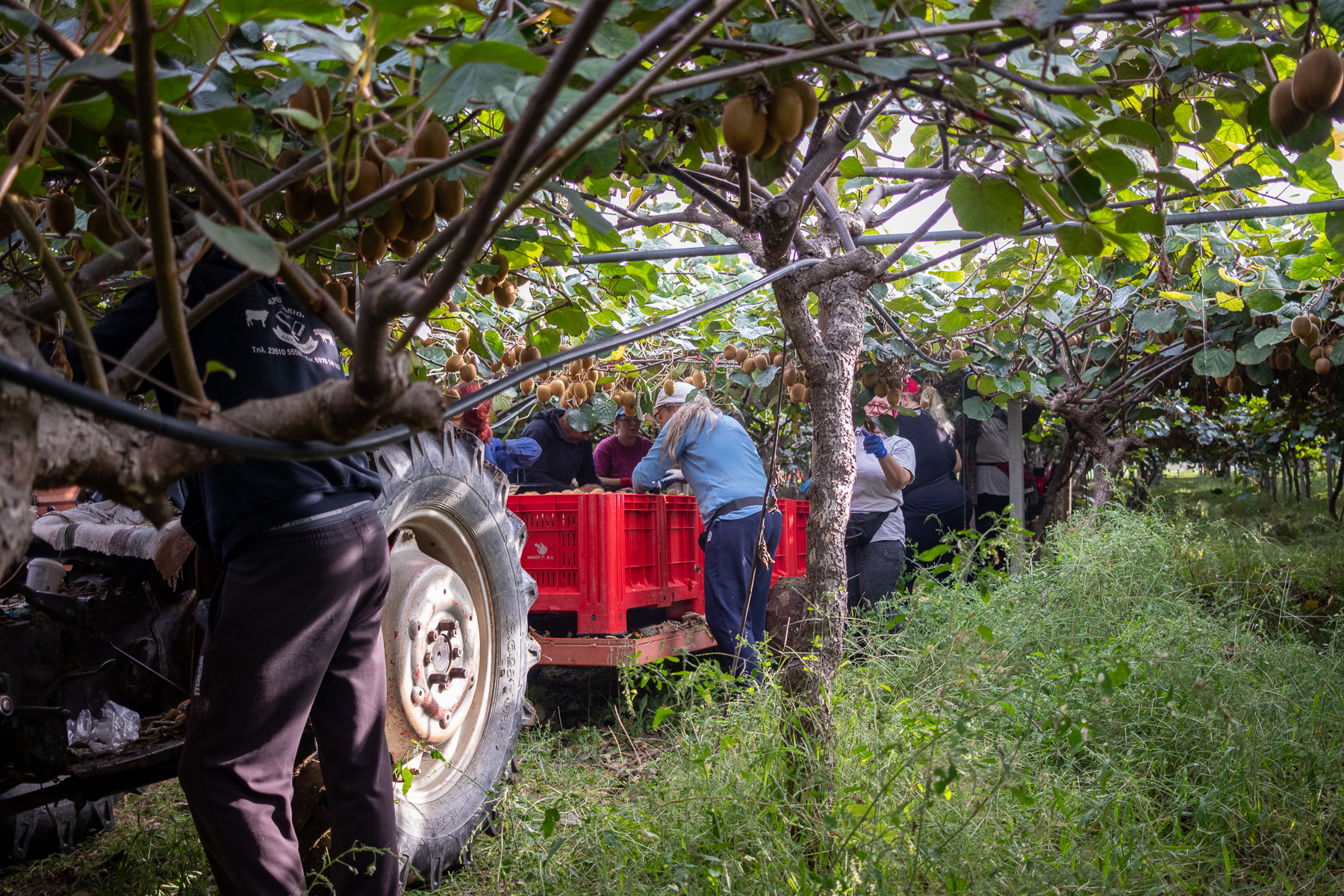 Women workers under the trees carefully harvest kiwifruits, placing them into wooden crates loaded onto the platform of a Massey Ferguson 135 tractor.