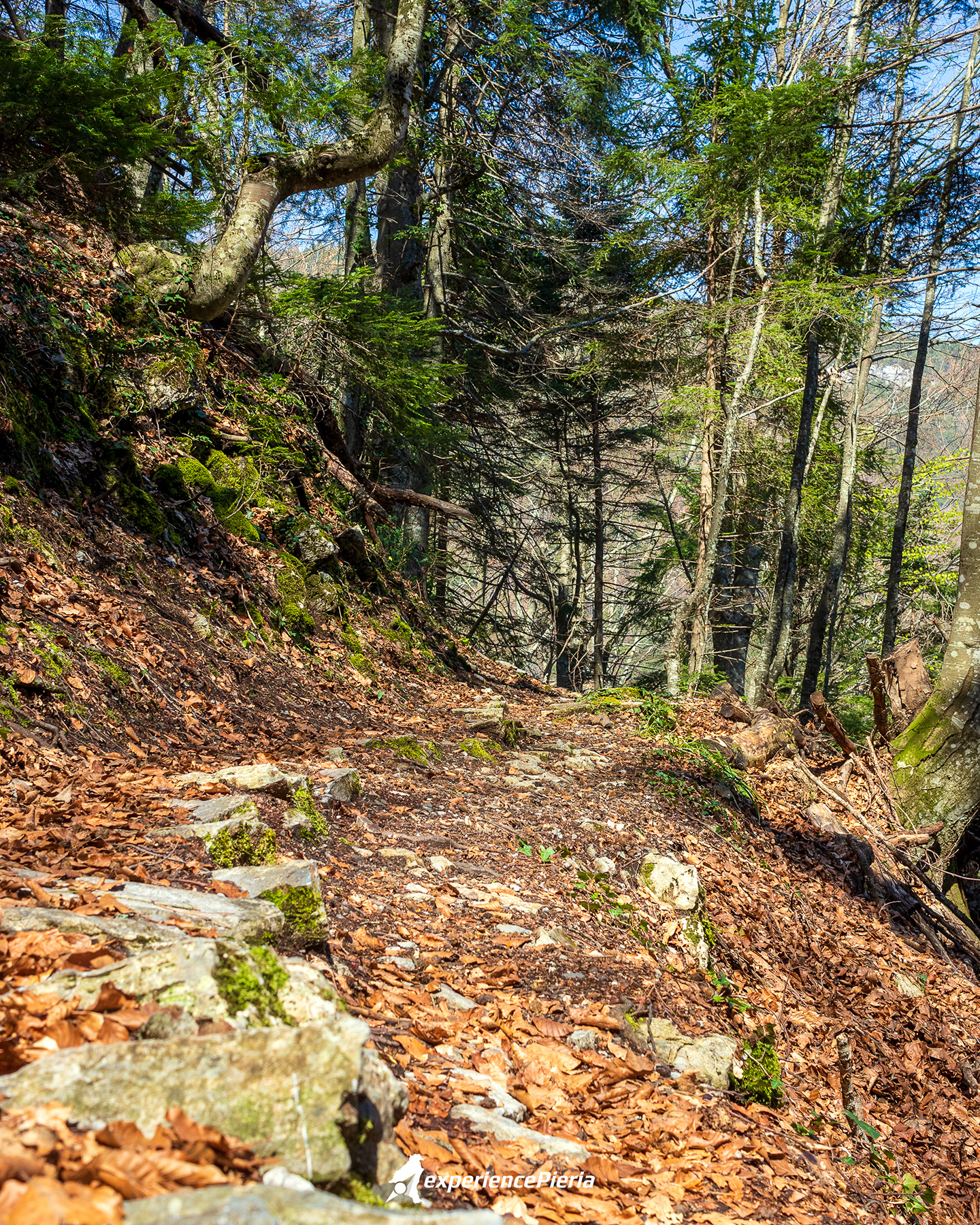 Forest trail under Mount Olympus with soft morning light filtering through the trees