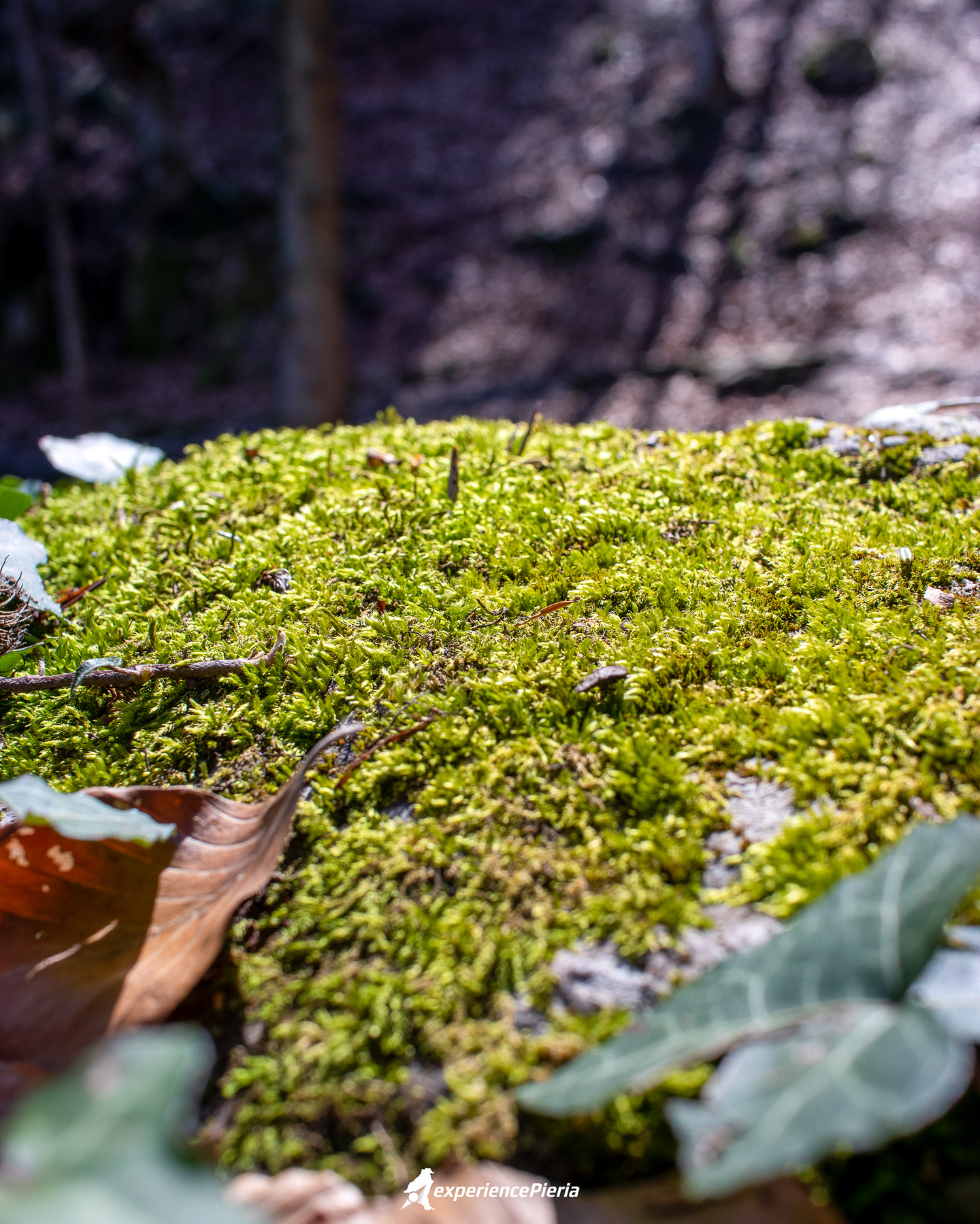 Moss-covered rock in green and yellow tones on a sunny autumn day on Mount Olympus