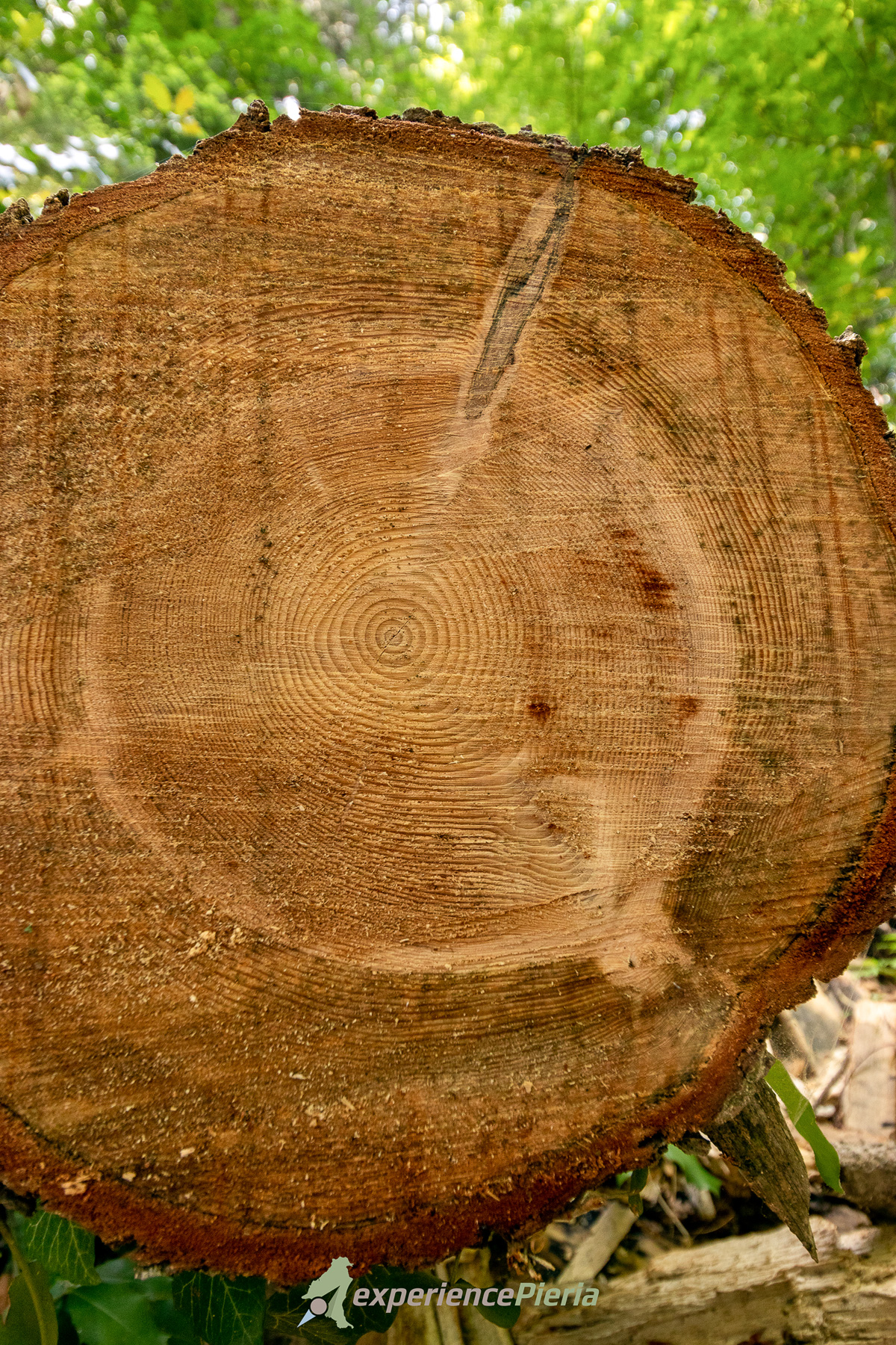 Close-up of a cut tree trunk showing growth rings and the age of the tree