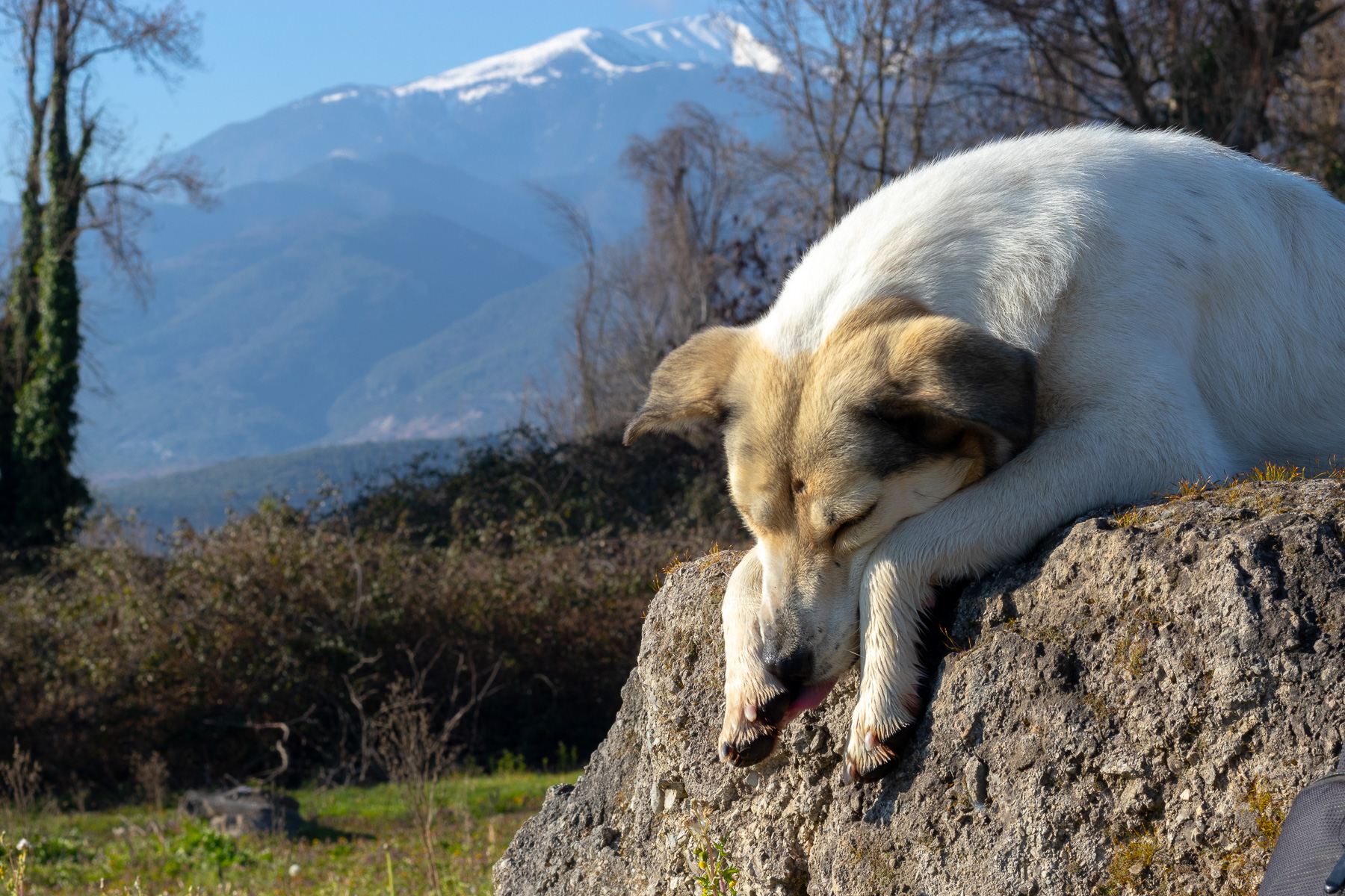 Female white dog resting at Sanctuary of Zeus Olympios with Mount Olympus in background