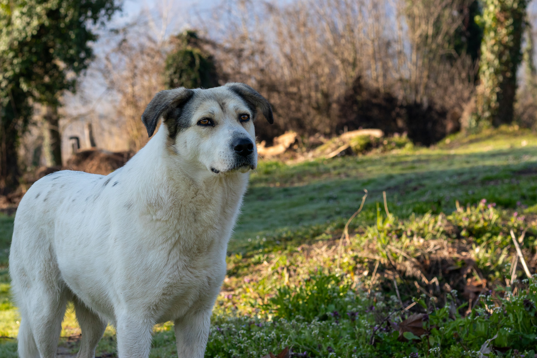 Female stray dog at Archaeological Park of Dion near the lake