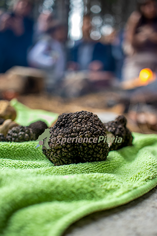 Mount Olympus Mushroom & Truffle Festival 2026