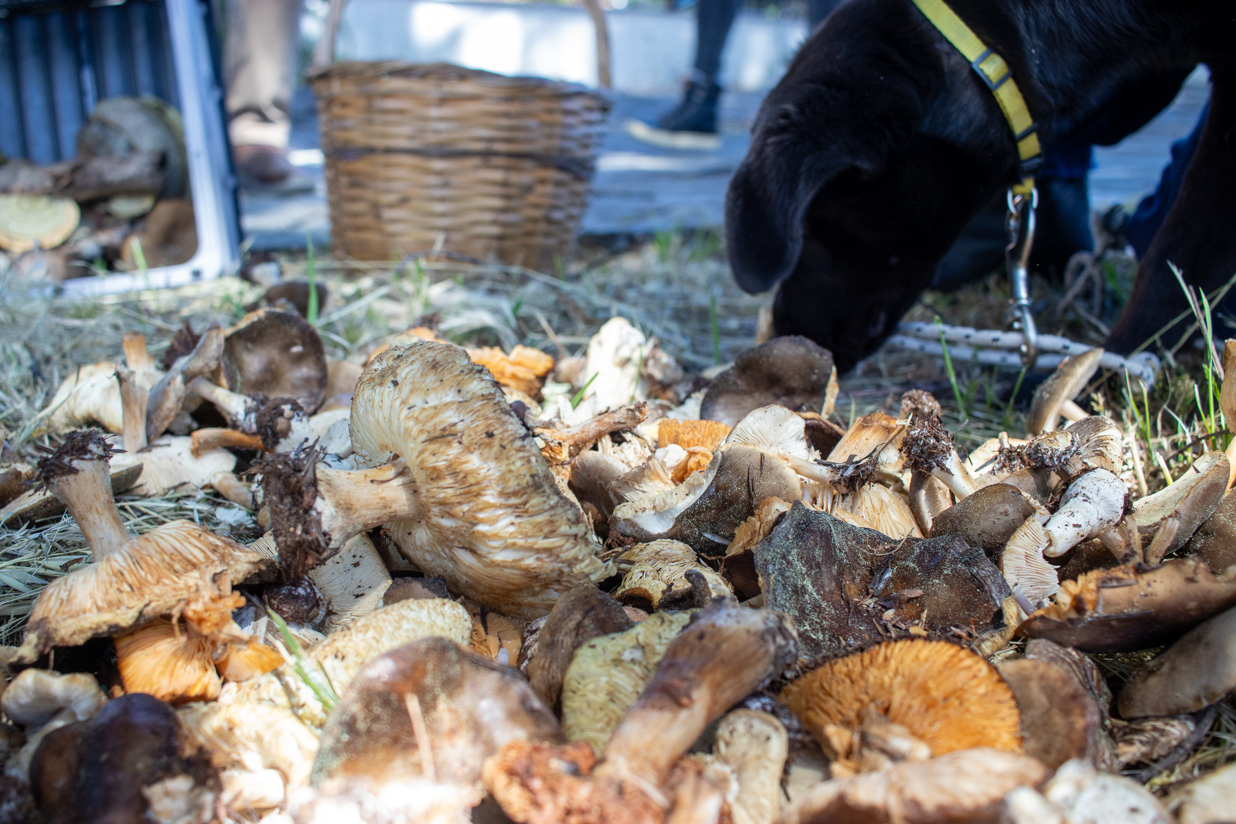 Wild mushrooms collected during the Mount Olympus mushroom foraging experience