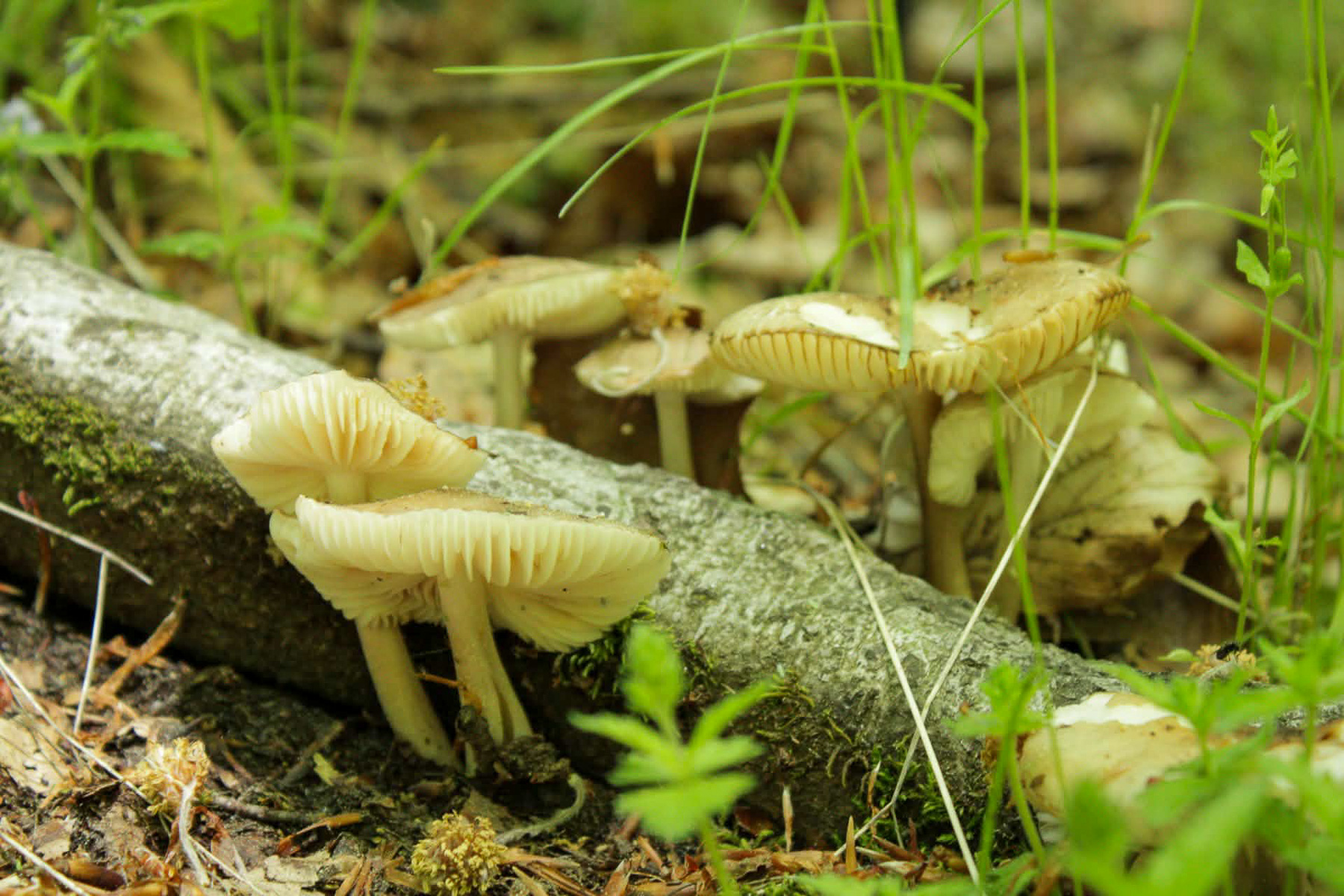 Wild mushrooms growing naturally in the forests of Mount Olympus
