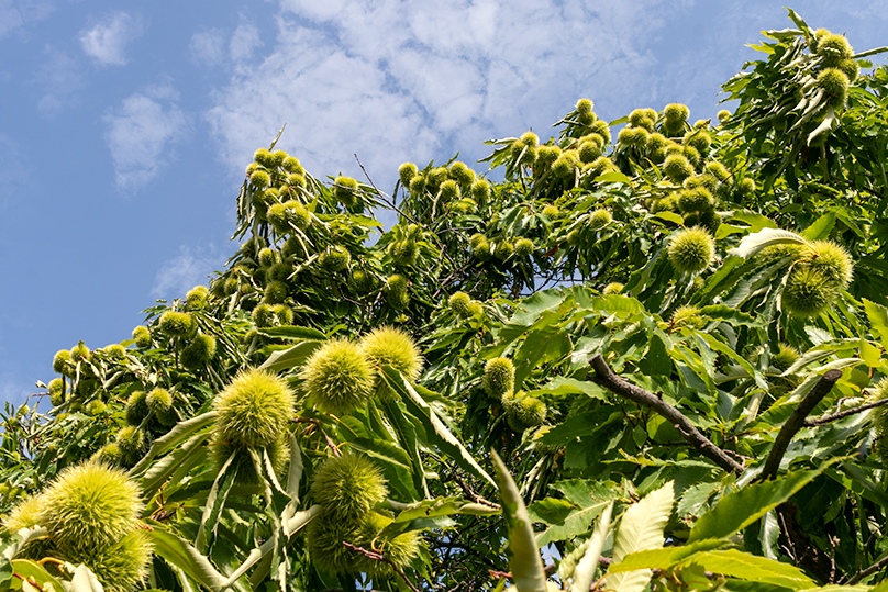 Chestnut trees and forest landscape near Mount Olympus in Skotina, Pieria, Greece