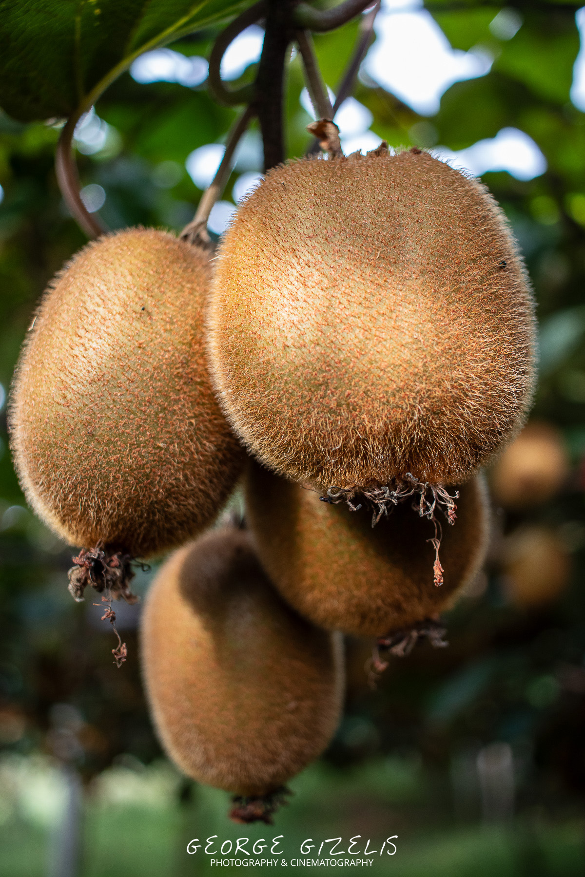 Close-up of ripe kiwifruits hanging from the vine in an orchard in Agios Spyridon, Pieria