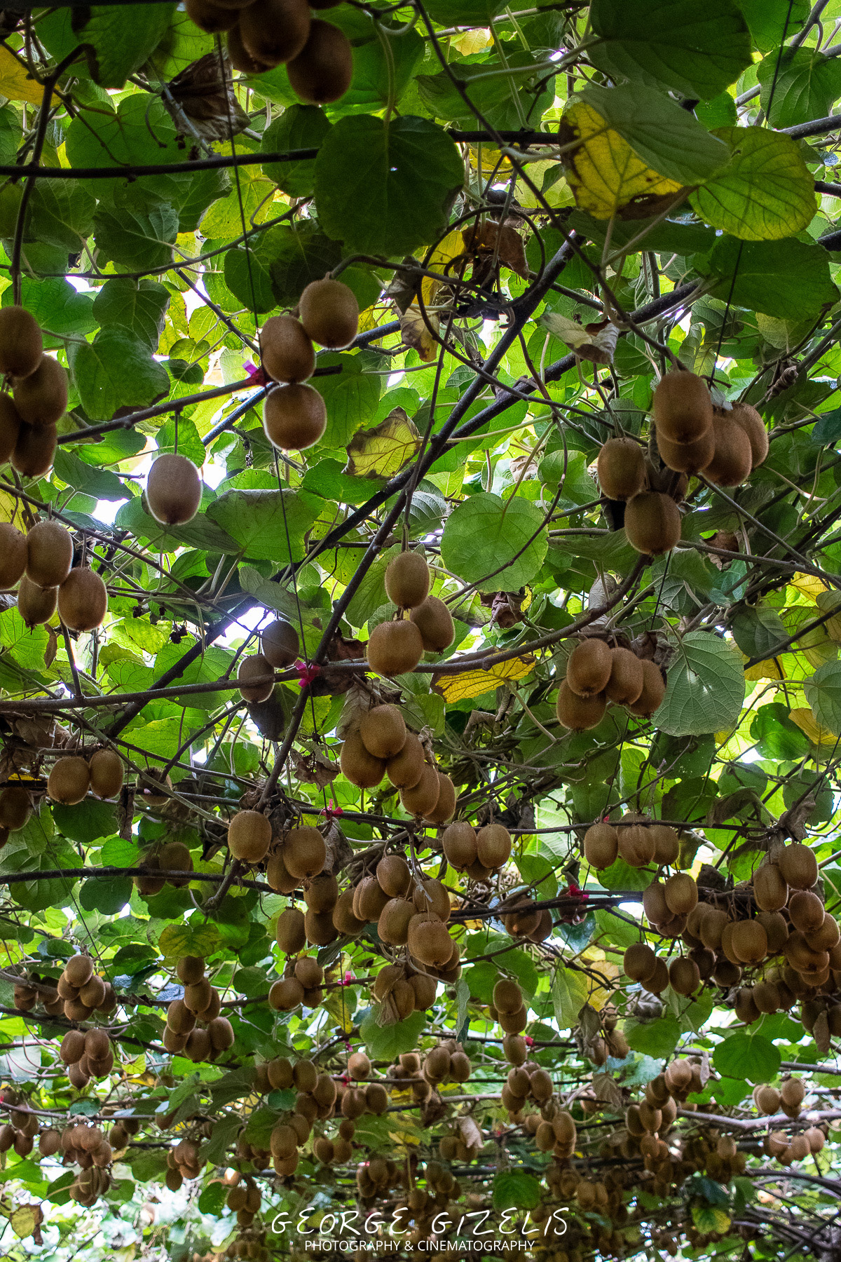 Kiwifruit orchard scene in Agios Spyridon, Pieria, during the harvest season