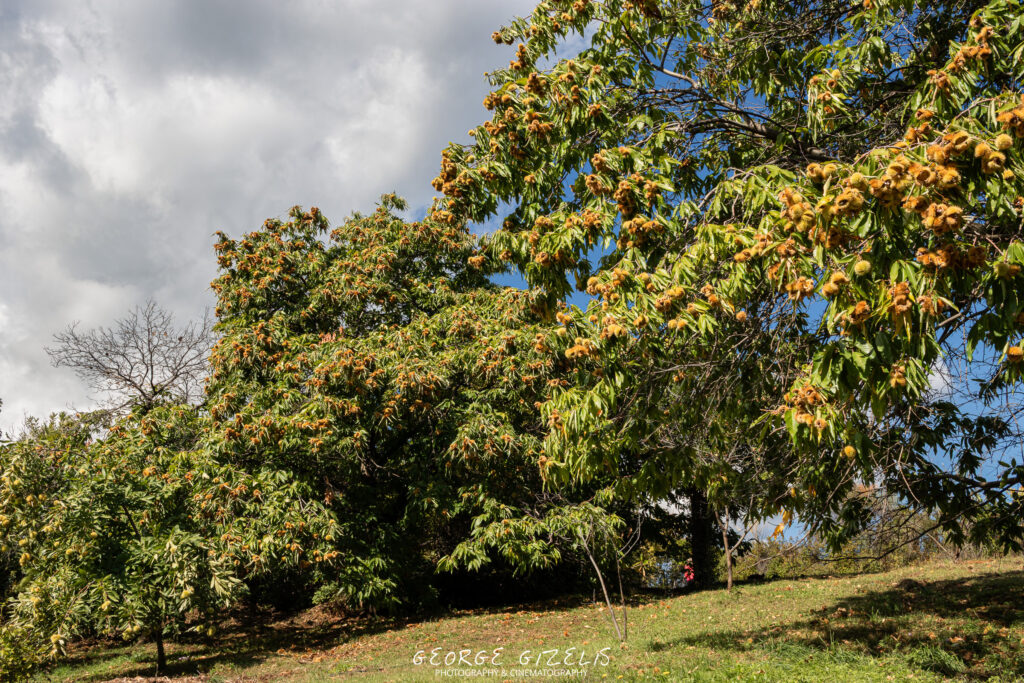 Chestnut trees filled with spiky golden husks in an autumn orchard in Skotina, Pieria, beneath Mount Olympus.