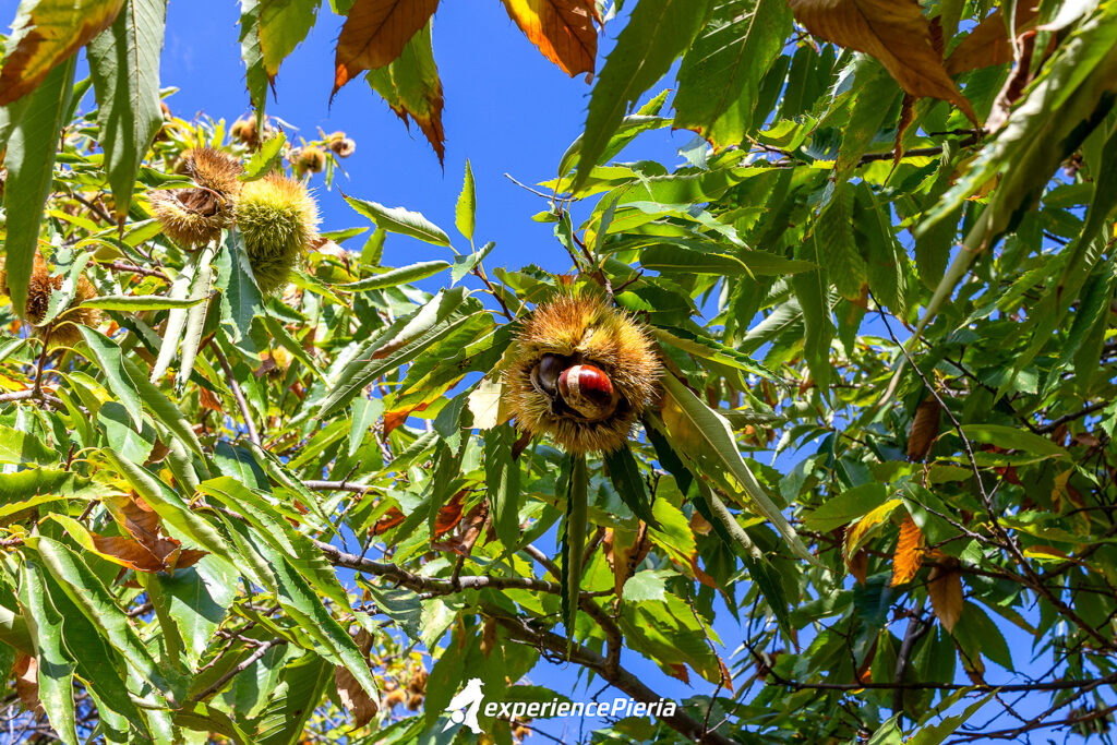 Ripe chestnuts emerging from a spiky husk among green leaves on a chestnut tree in Skotina, Pieria.