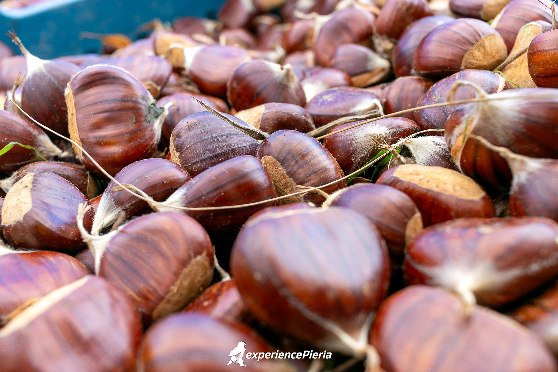 Close-up of harvested chestnuts from Skotina, Pieria, Greece.