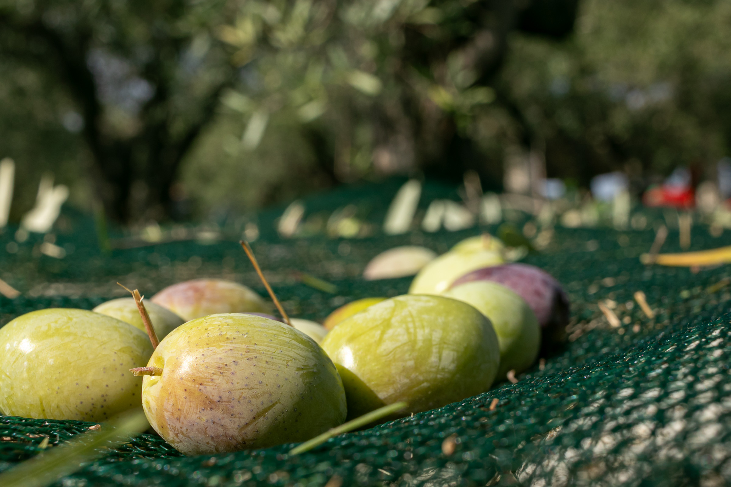 Freshly harvested olives scattered across collection nets beneath the trees at Forelia's olive grove in Pieria.