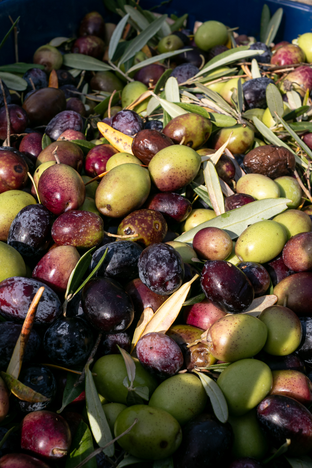 Freshly harvested olives collected in a crate, ready to be transported to the olive oil mill.