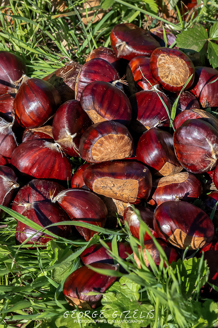 Freshly gathered glossy brown chestnuts among green grass and leaves on a private chestnut estate near Skotina, Pieria