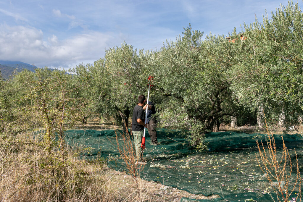 Workers harvesting olives from the trees onto nets in an olive grove near Mount Olympus, Pieria, Greece.