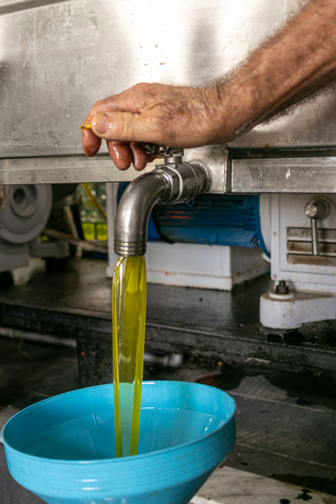 Olive oil flowing from the mill's processing equipment during extraction.