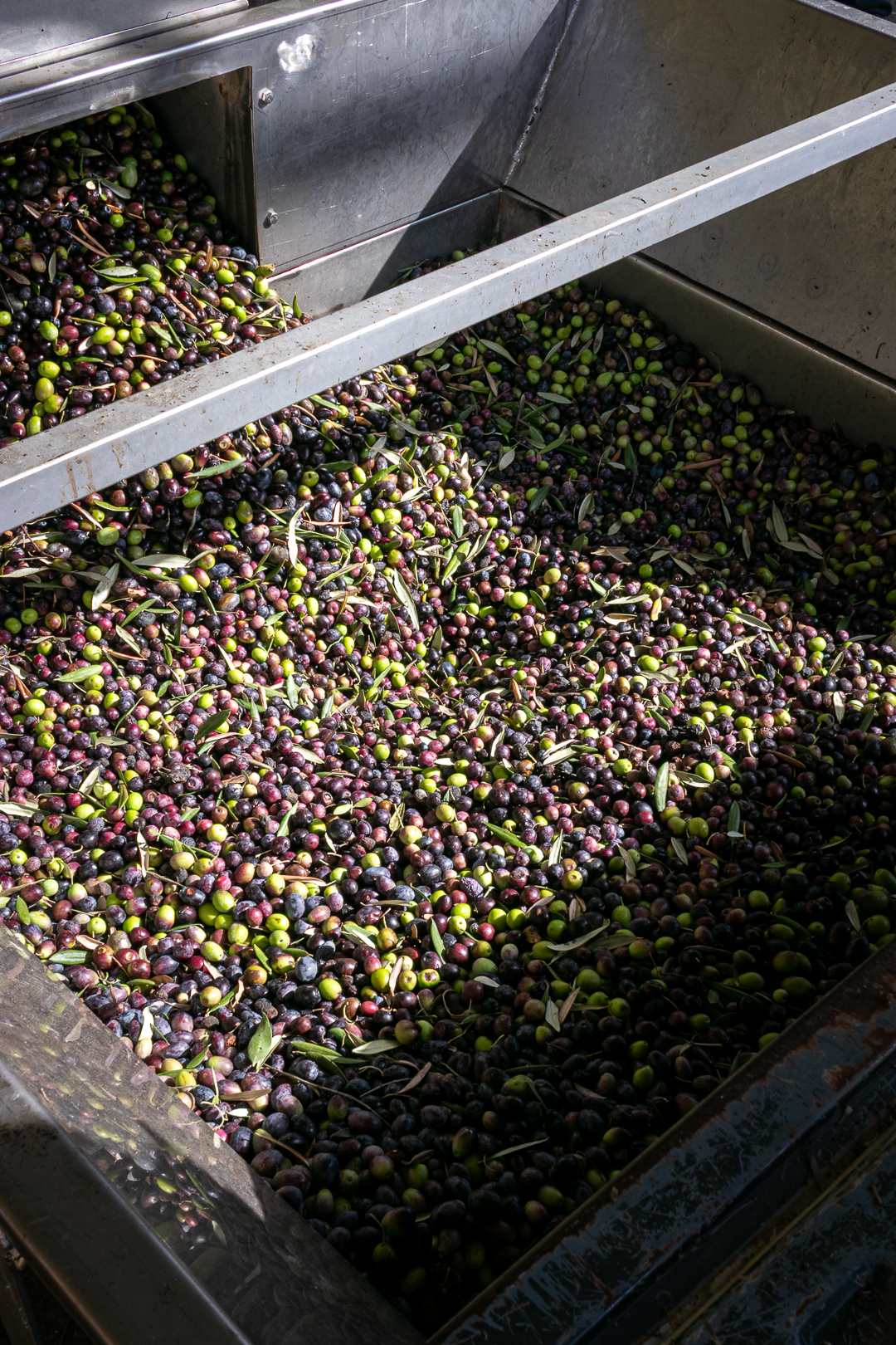 Olive intake hopper and conveyor system used to move harvested olives into the olive oil mill for processing.