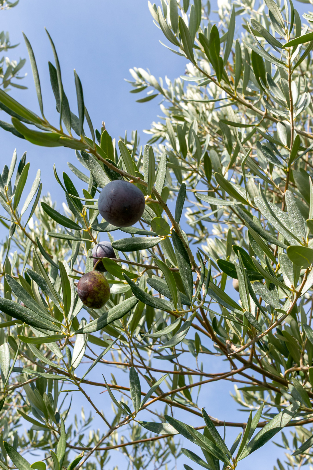 Green and dark purple olives growing among the leaves of an olive tree in Forelia's olive grove near Leptokarya, Pieria.