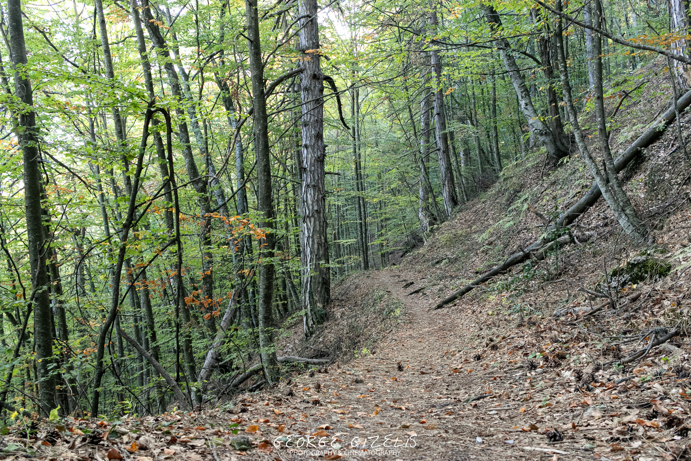 Forest trail between Stavros Refuge and Mana spring on Mount Olympus, near Litochoro, Greece