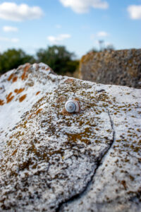 Close-up of a weathered stone surface with a small shell at the Louloudies archaeological site.