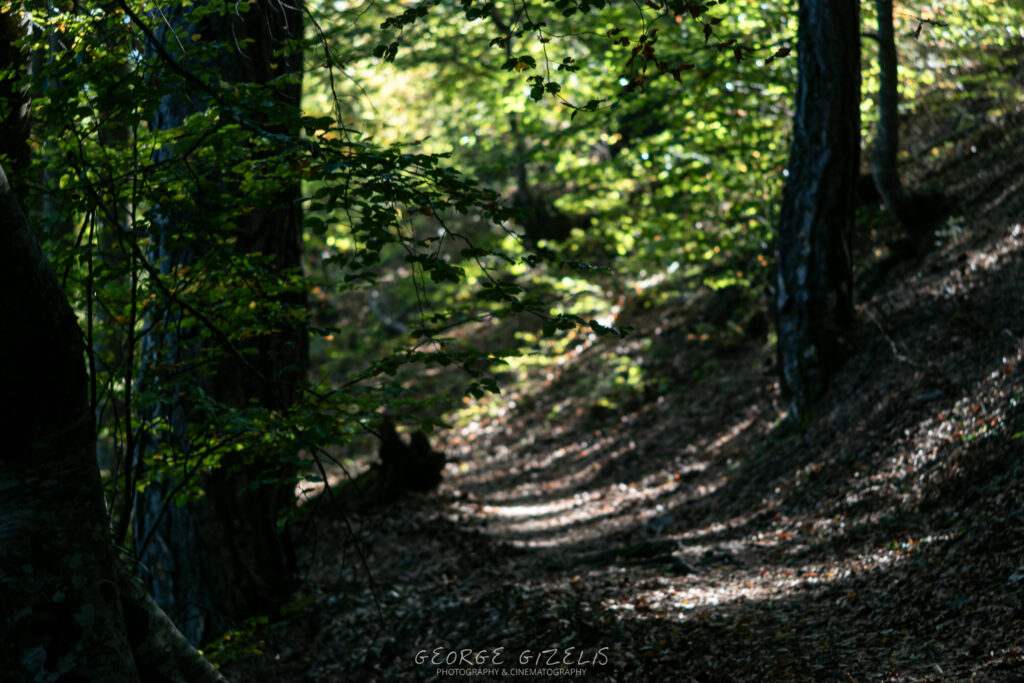 Sunlight filtering through the forest canopy onto a shaded woodland trail on Mount Olympus