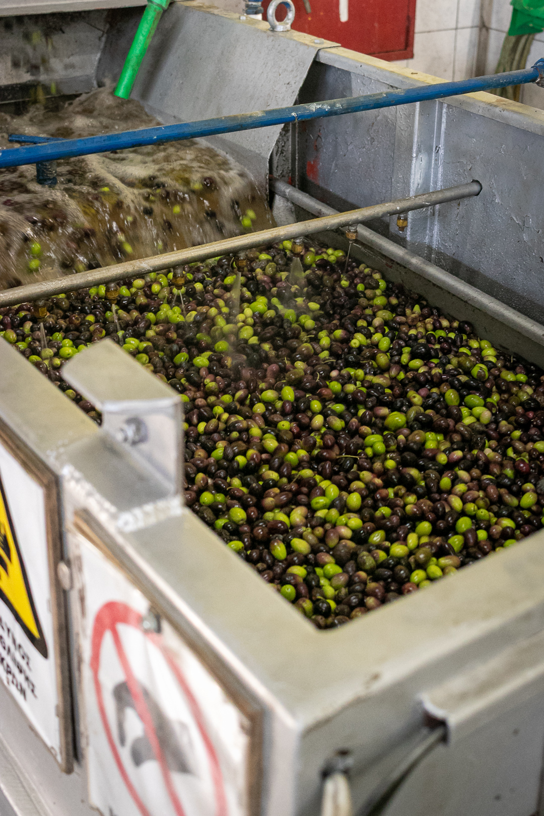 Freshly harvested olives being washed in processing equipment at an olive oil mill.