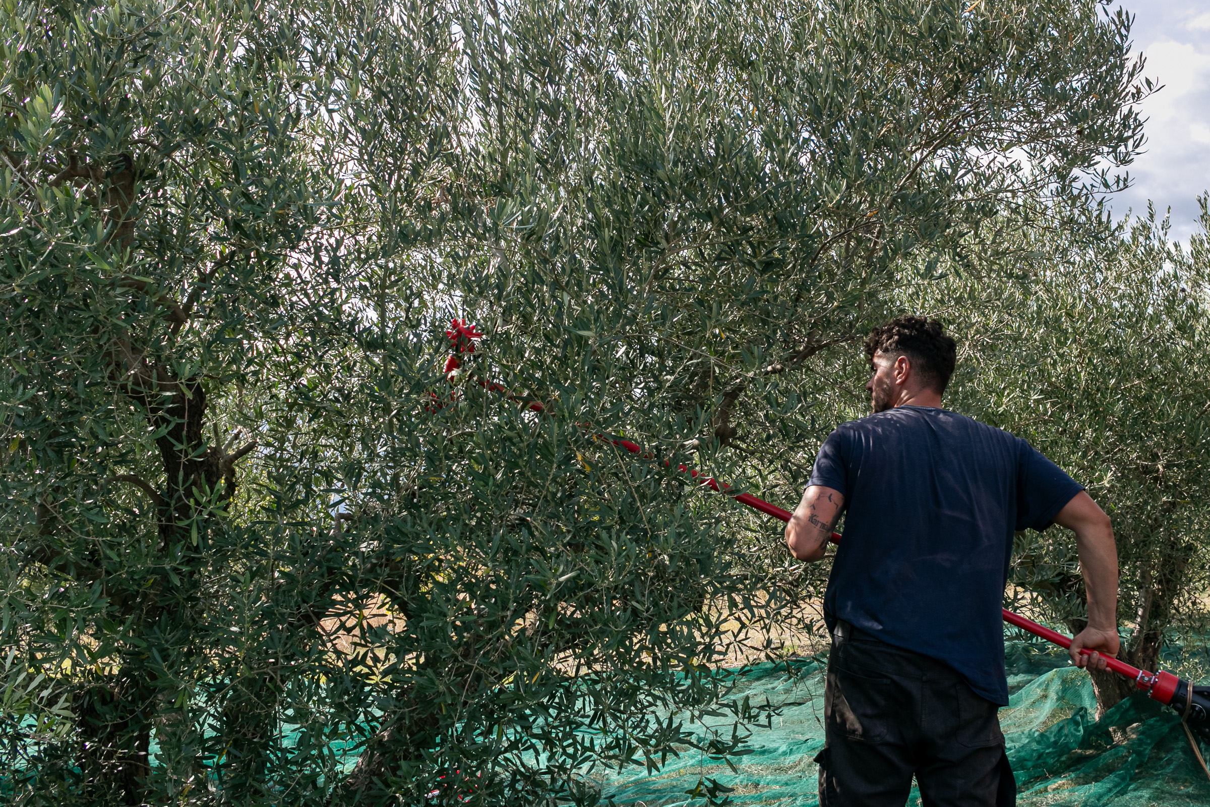 A worker harvesting olives among the trees at Forelia's olive grove near Leptokarya, Pieria.