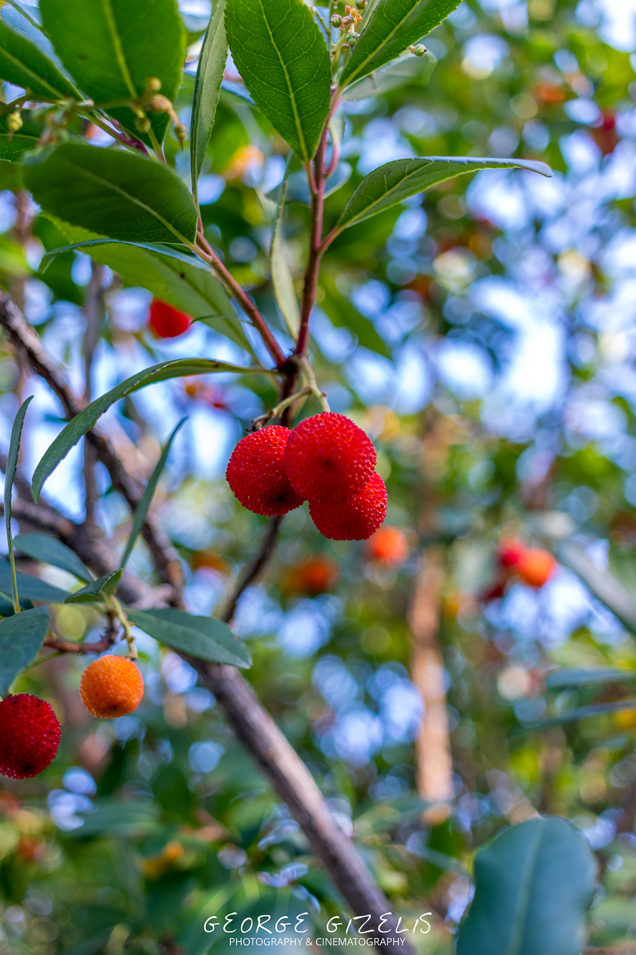 Bright red arbutus fruits on a tree found along the walk towards a private chestnut estate near Skotina, Pieria
