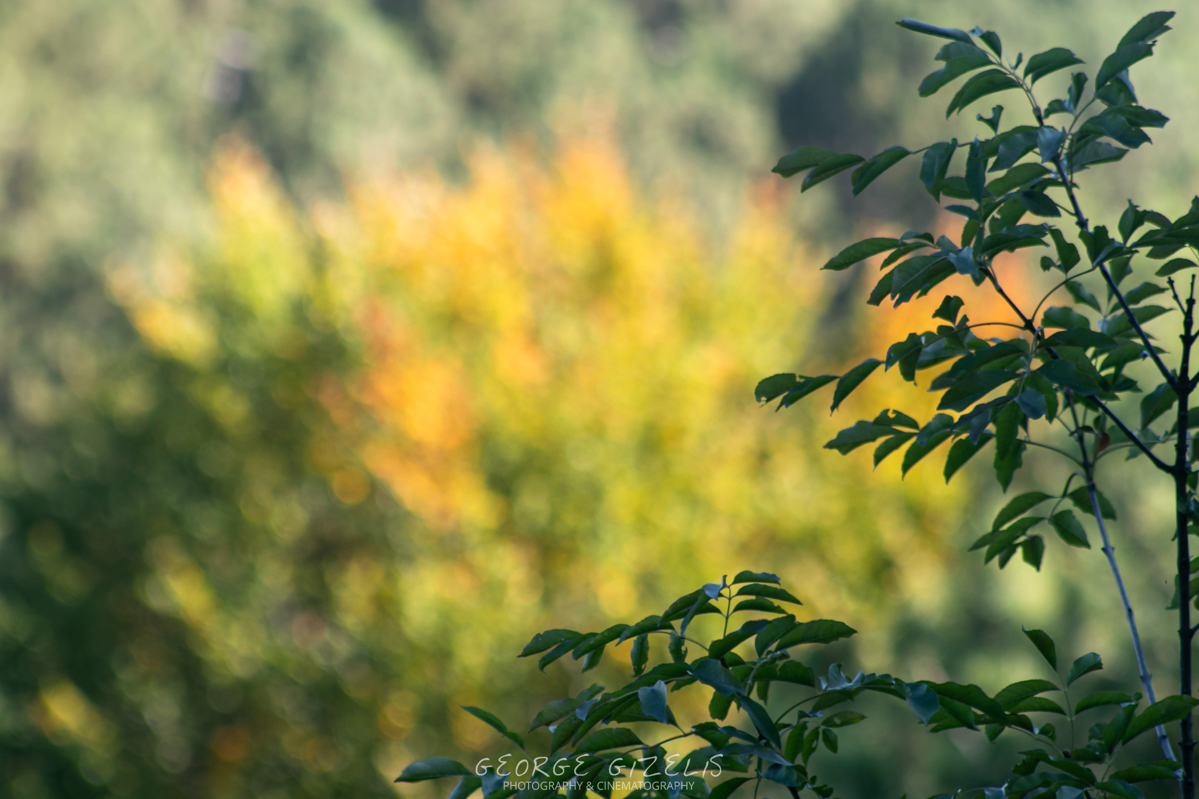 Autumn sunlight illuminating green foliage and golden leaves in the forest on Mount Olympus, Greece